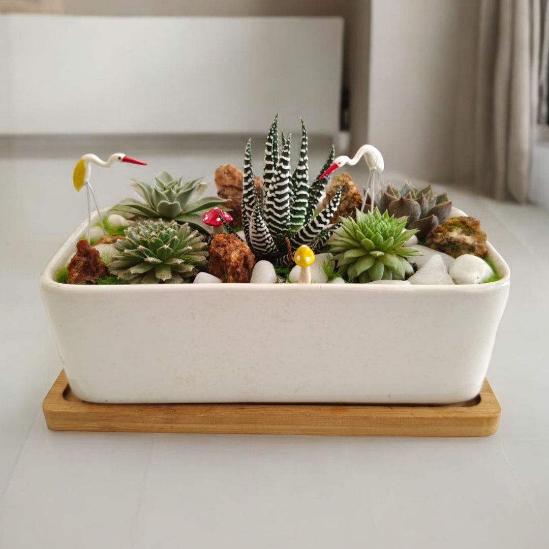 ceramic pots for succulent plants near Bangalore