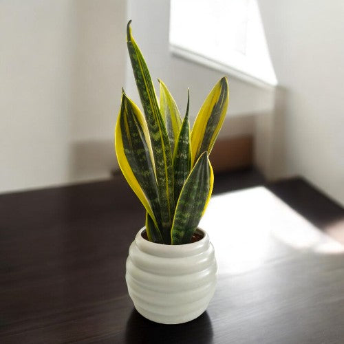 zz plants in bangalore , Zamia plants in bangalore