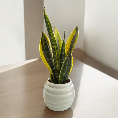 zamia green - zz plant in Bangalore