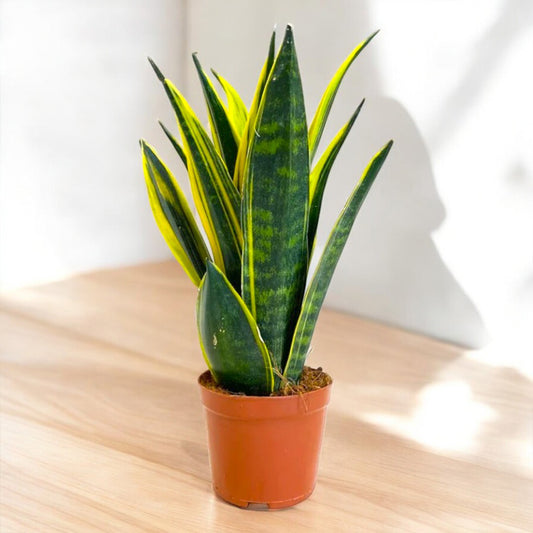 Sansevieria Gold Flame Snake Plant in decorative pot