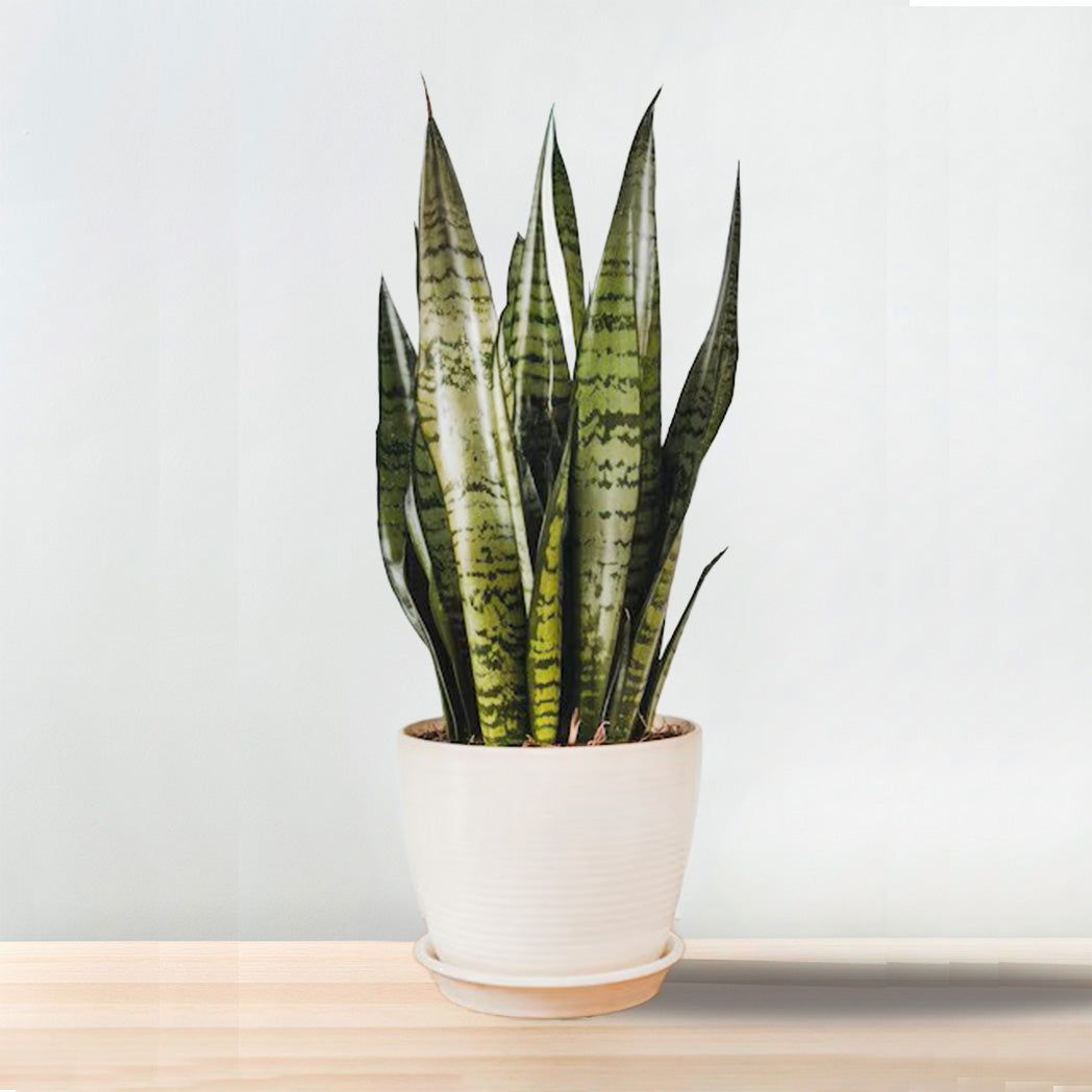 Sansevieria Laurentii Plant