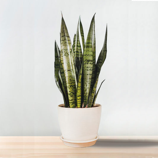 Sansevieria Laurentii Plant