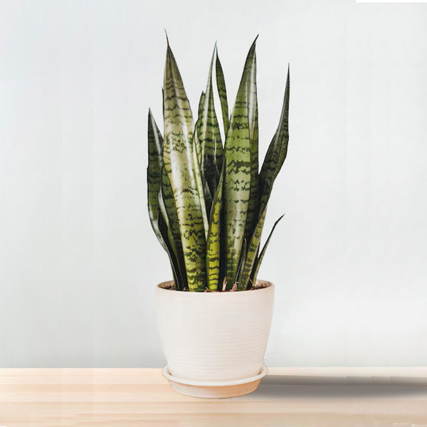 Sansevieria Laurentii snake plant with tall, dark-green variegated leaves in a grow pot