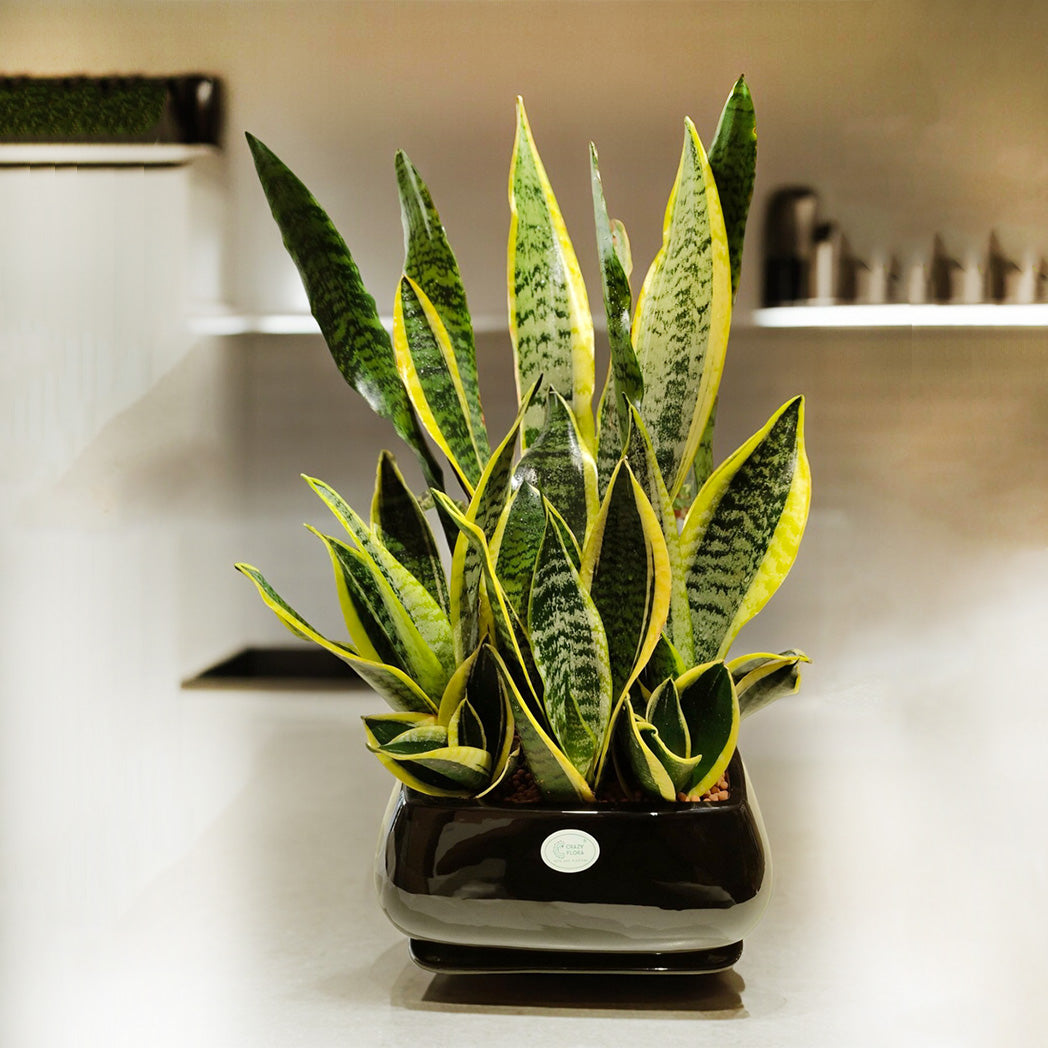 Sansevieria Snake Plant in Ceramic Black Pot