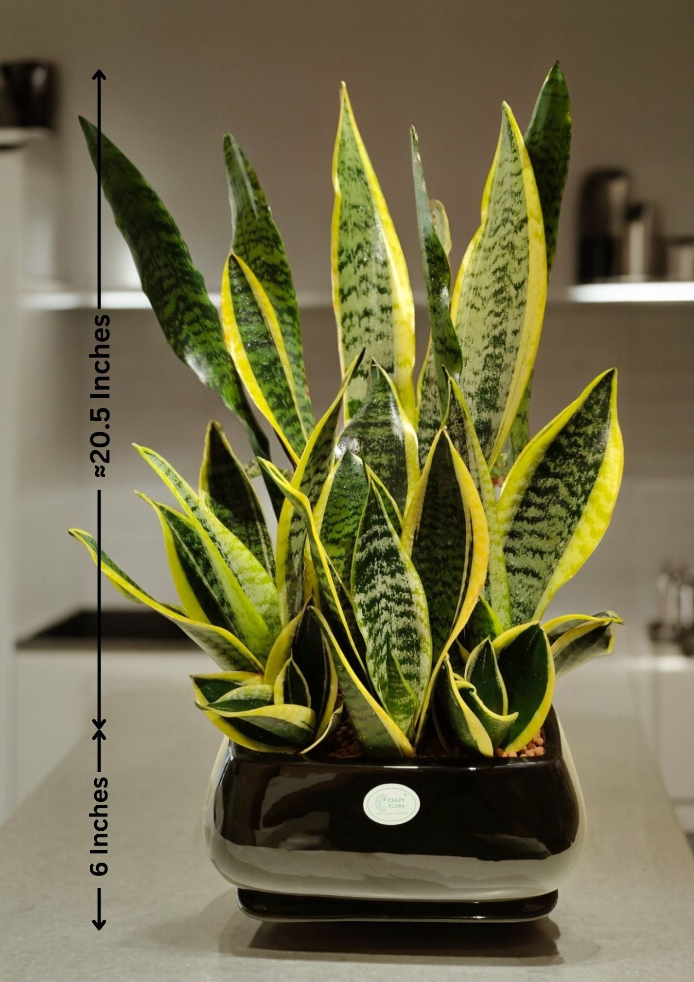 Air-purifying indoor plants Bangalore