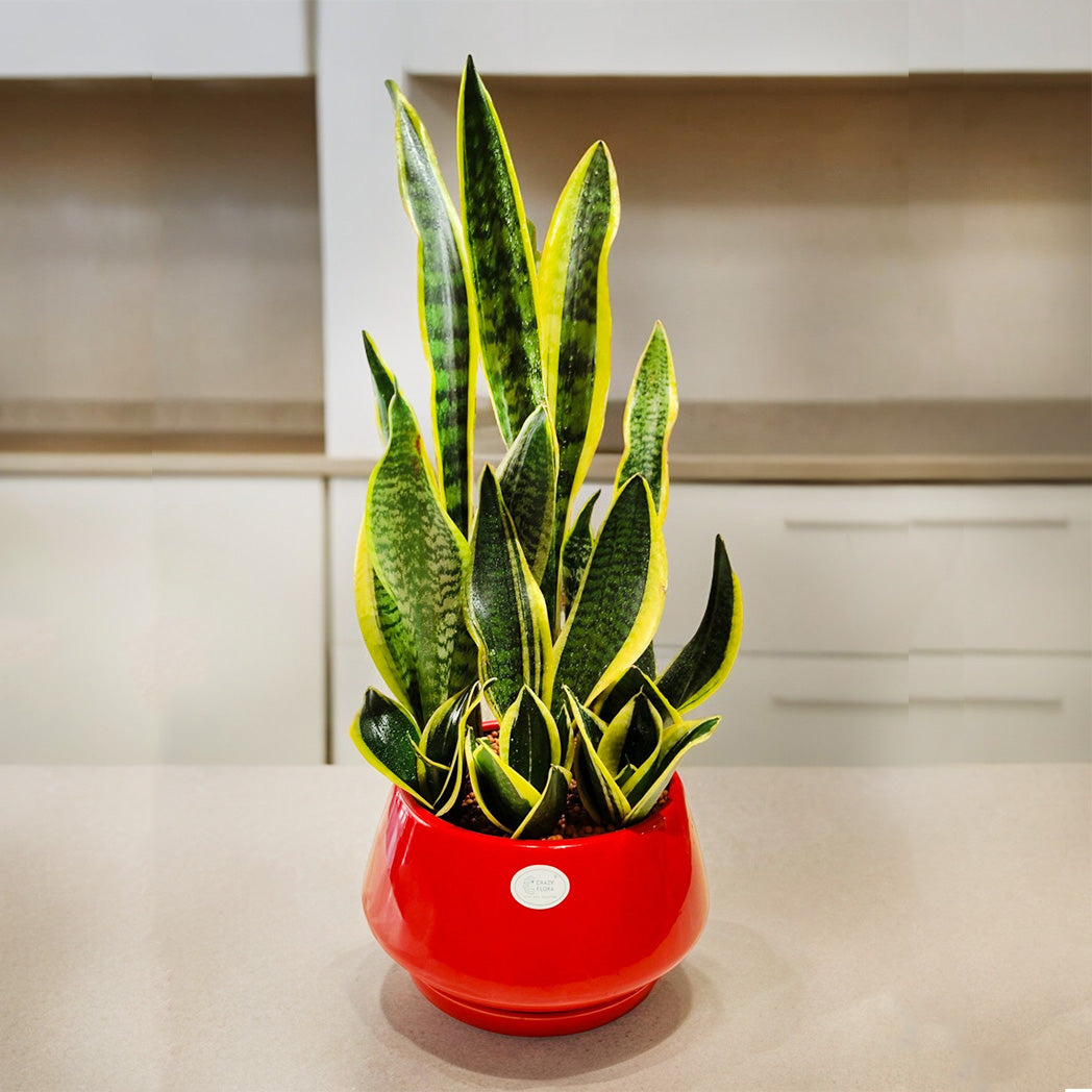 Sansevieria Snake Plant in Ceramic Red Pot