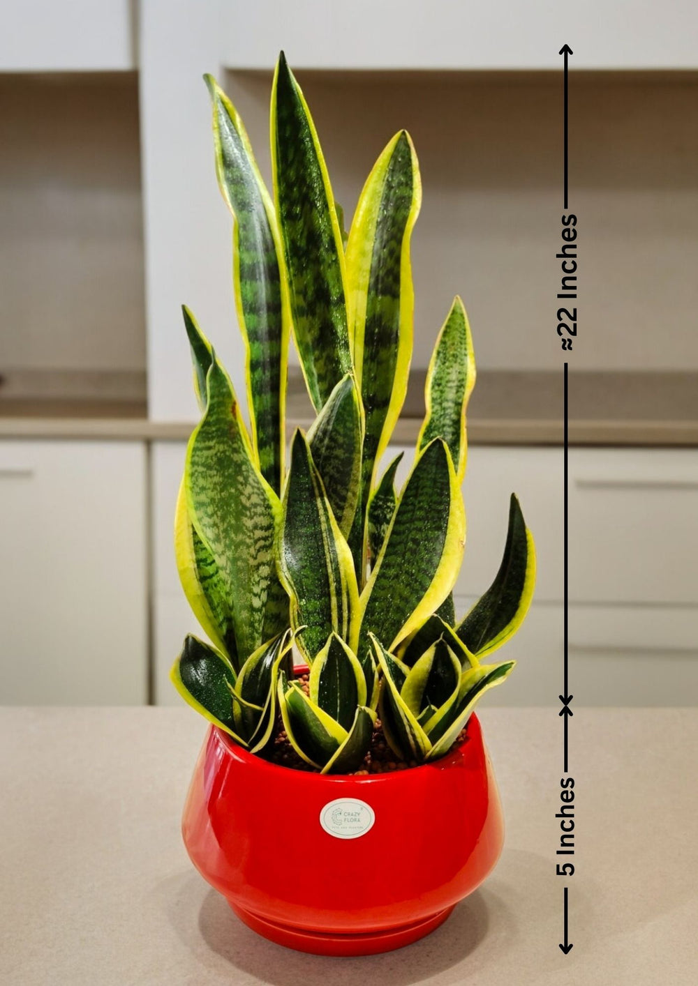 Indoor plant delivery in Bangalore