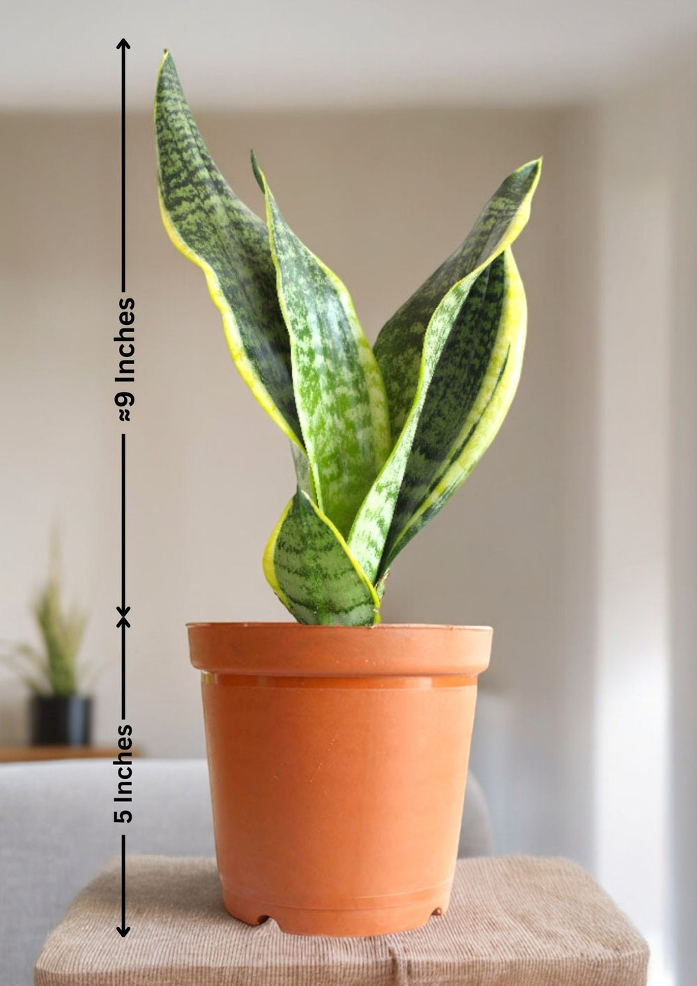 Air-purifying indoor plants Bangalore