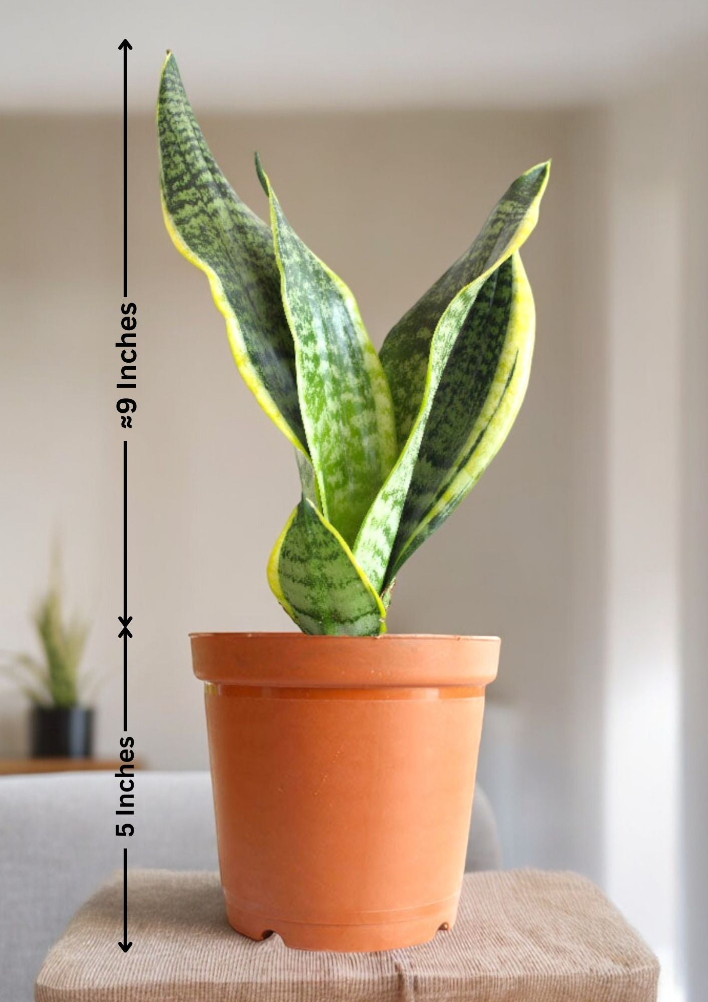 Air-purifying indoor plants Bangalore