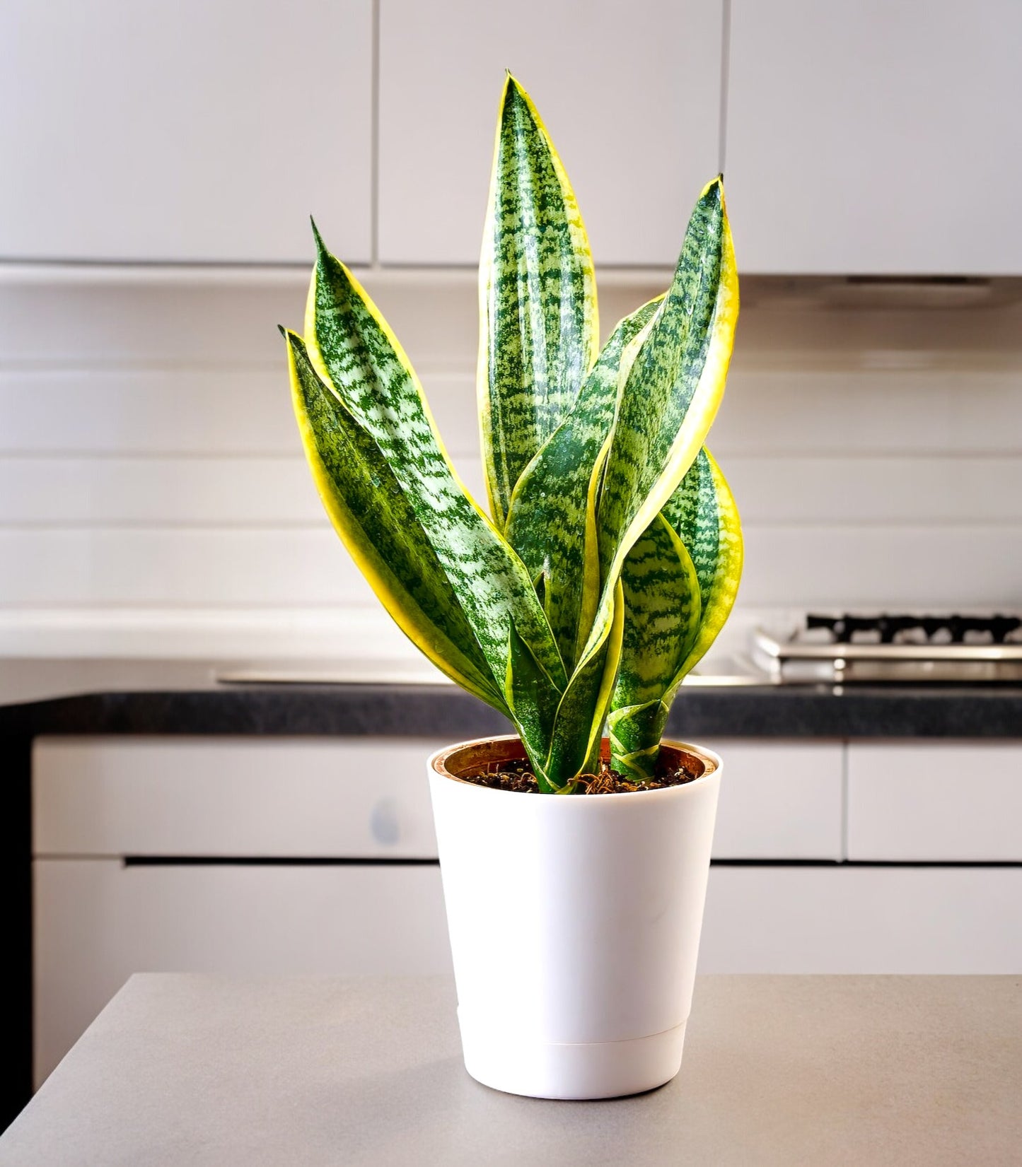 Indoor plants for apartments in Bangalore
