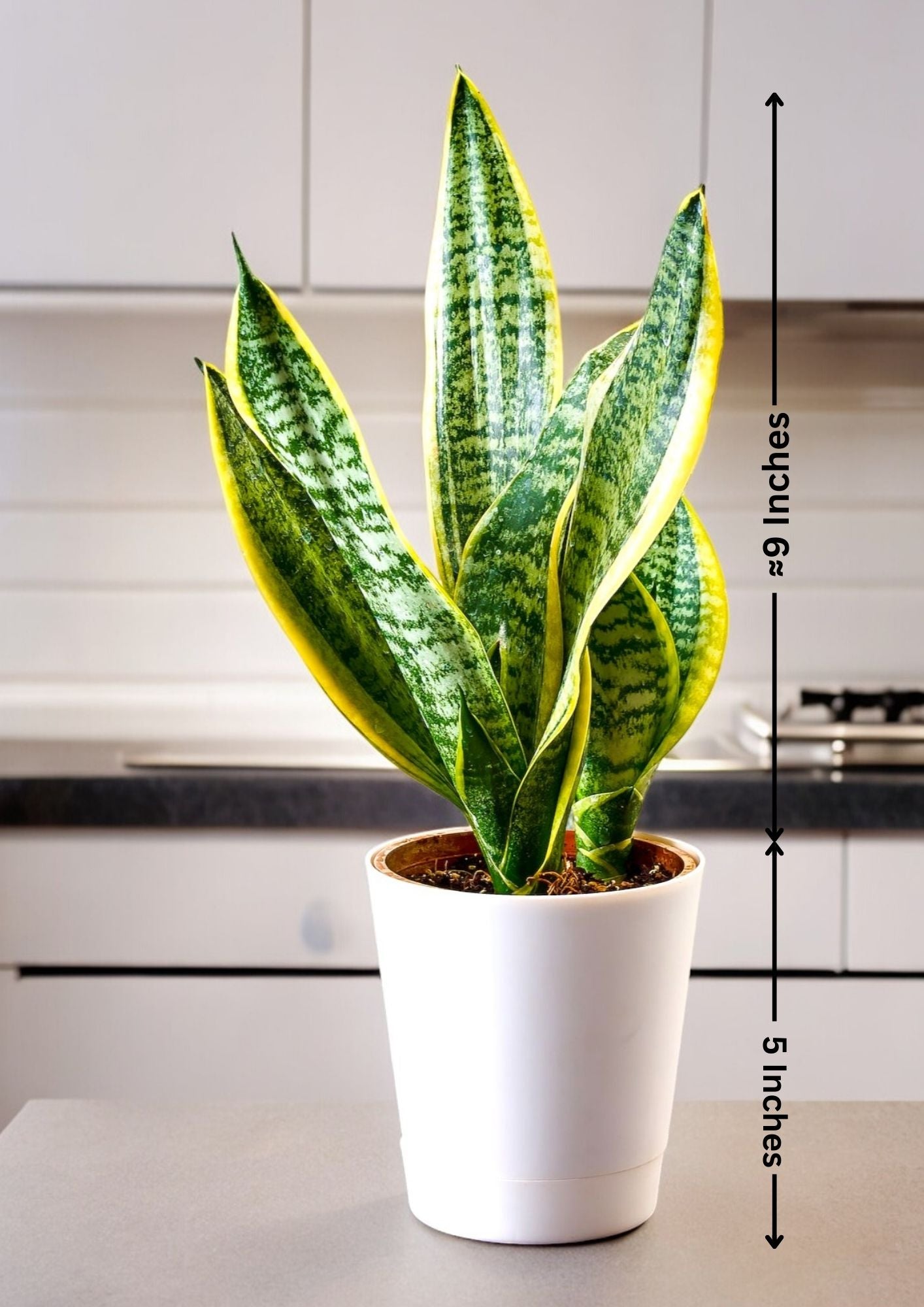 Best plant nurseries in Bangalore