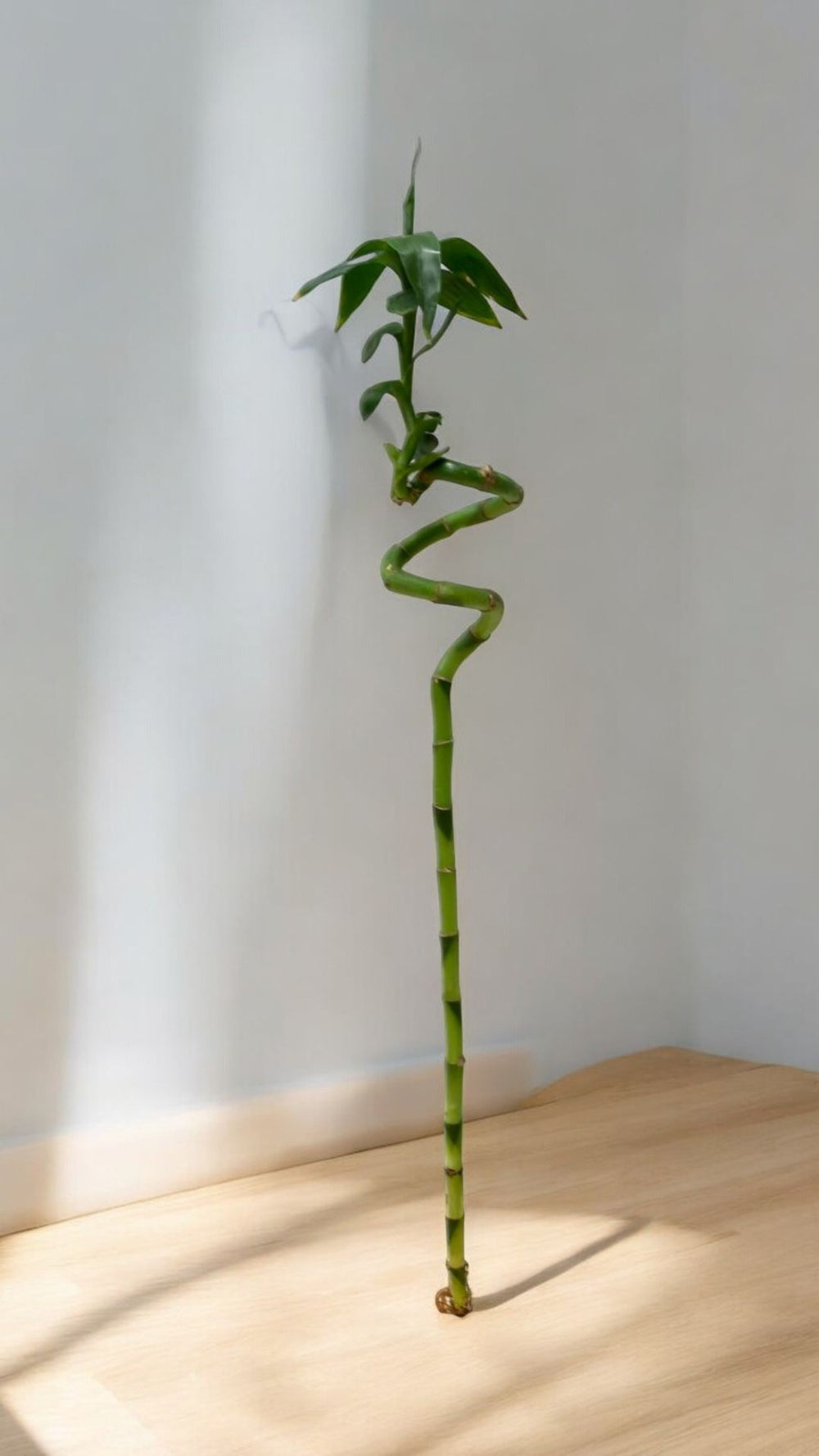 lucky bamboo spiral sticks In Bangalore