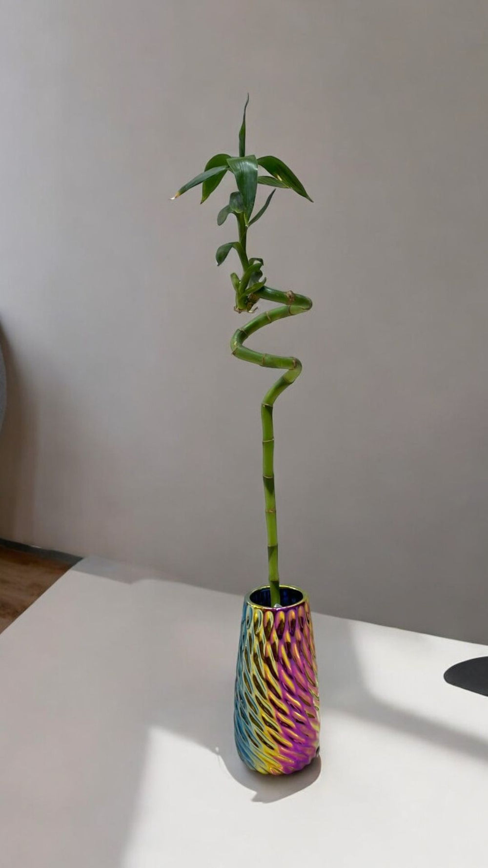 spiral bamboo plant online Near Bangalore