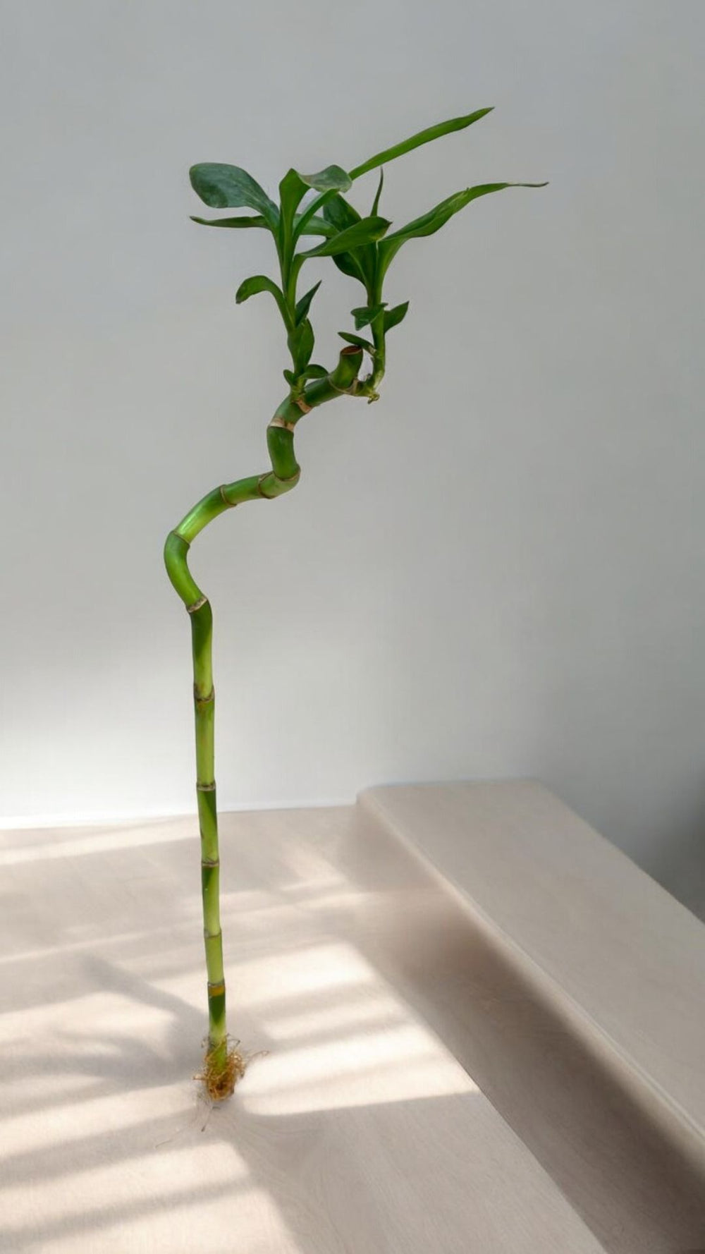 lucky bamboo spiral sticks Near bangalore