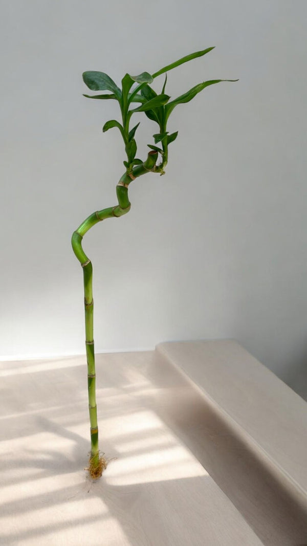 lucky bamboo spiral sticks Near bangalore