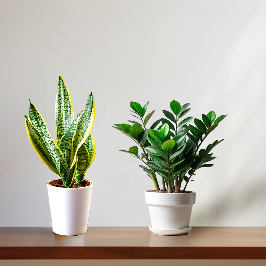 Snake Golden and ZZ plant – Elegant Indoor Plant with Air-Purifying Benefits