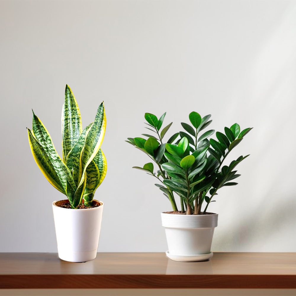 Snake Golden and ZZ plant – Elegant Indoor Plant with Air-Purifying Benefits