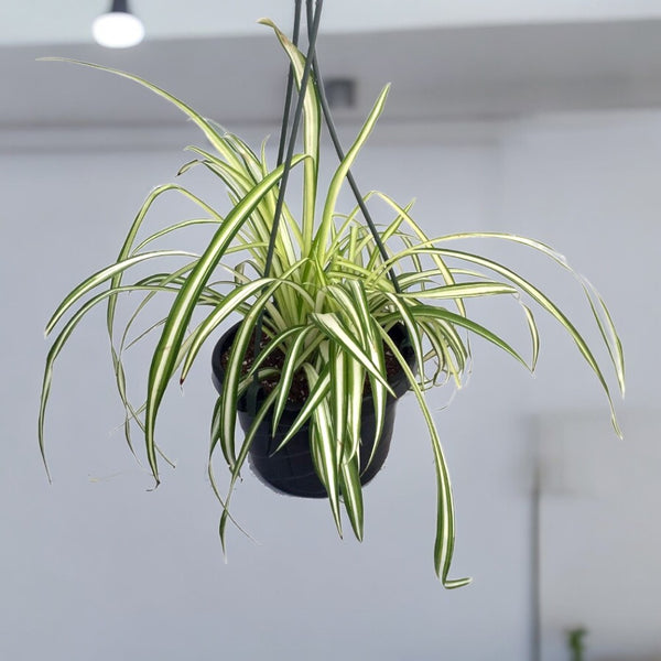 Spider plant with cascading striped leaves in a plastic hanging pot