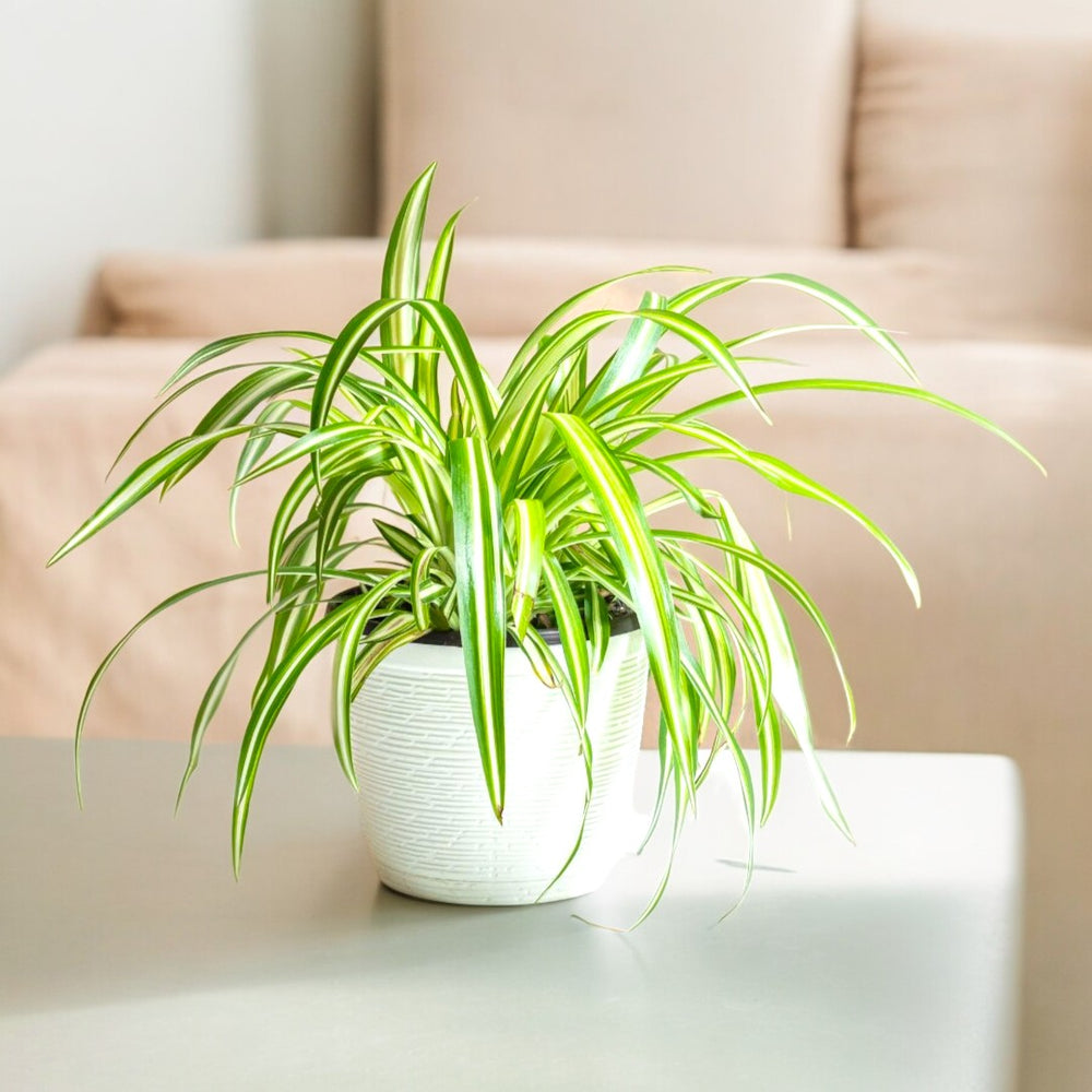 shop indoor plants in Bangalore