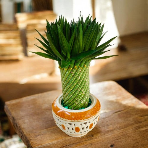 how to make lucky bamboo spiral near Bangalore