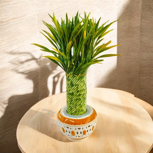 bamboo spiral plant in Bangalore