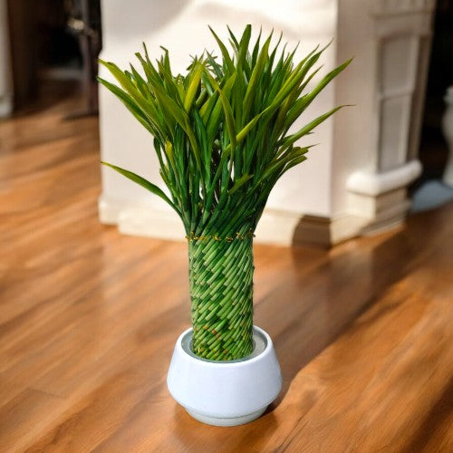 spiral lucky bamboo plant online in Bangalore