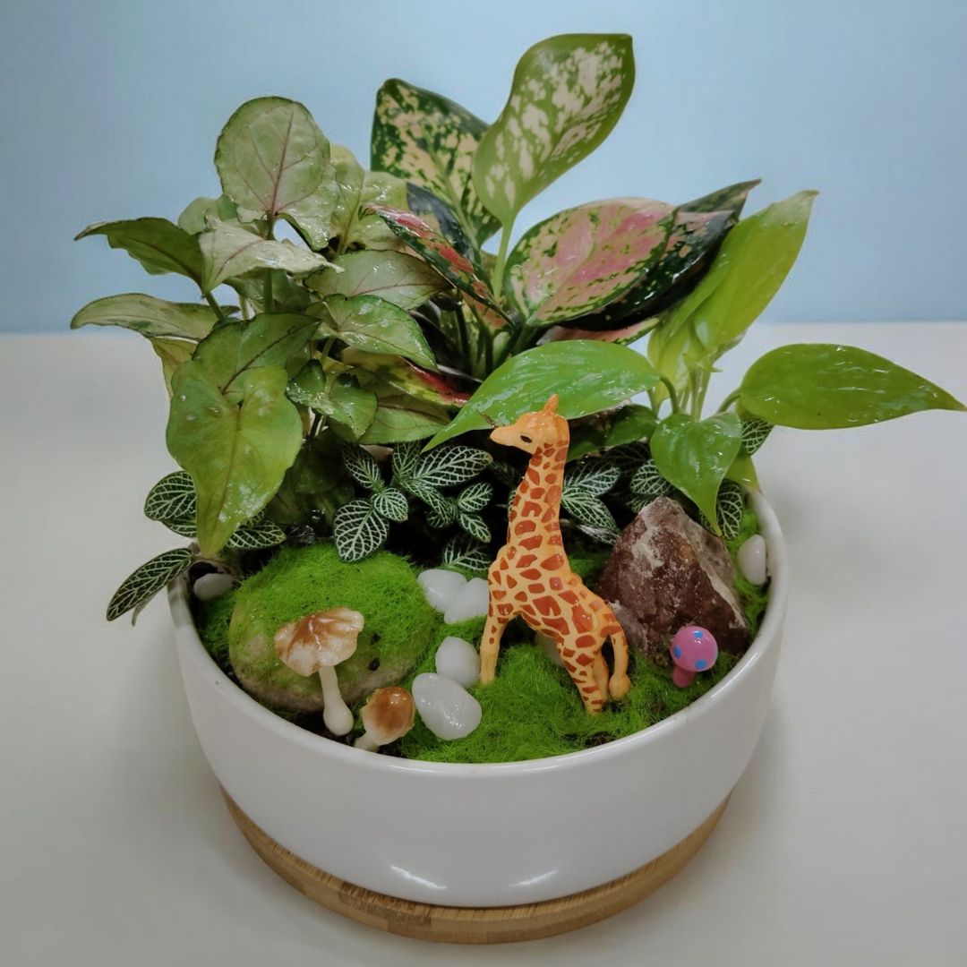 can plants grow in ceramic pots in Bangalore