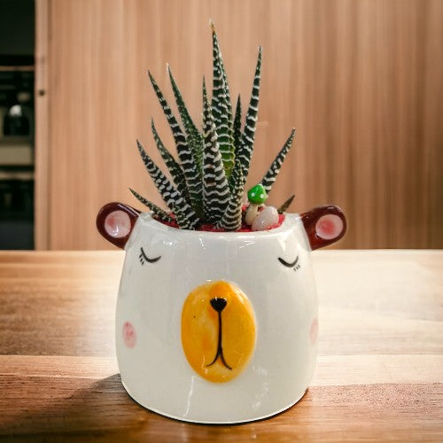 succulent plants near Bangalore