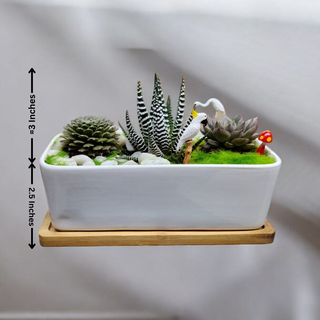 succulent in ceramic pot Near Bangalore