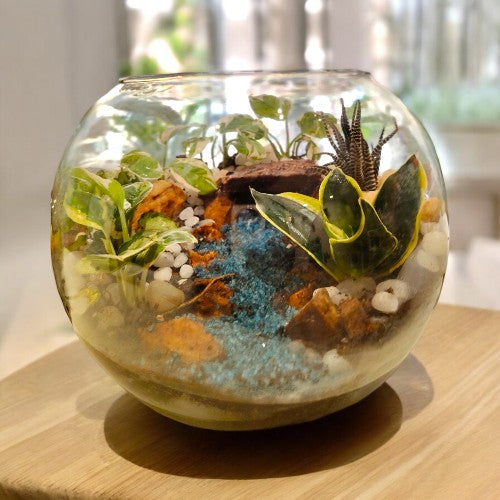 succulent plant terrarium buy in Bangalore