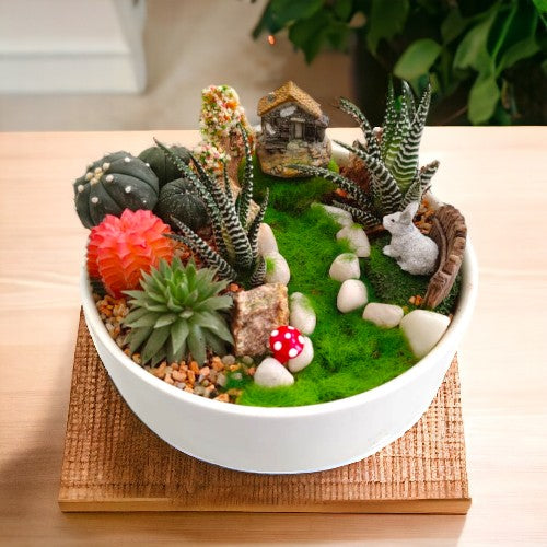 beautiful succulent plants near bangalore