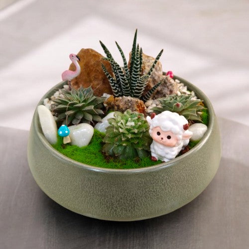 succulent plants for sale in Bangalore