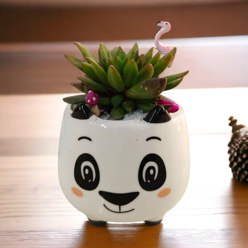 succulent plants buy online in Bangalore
