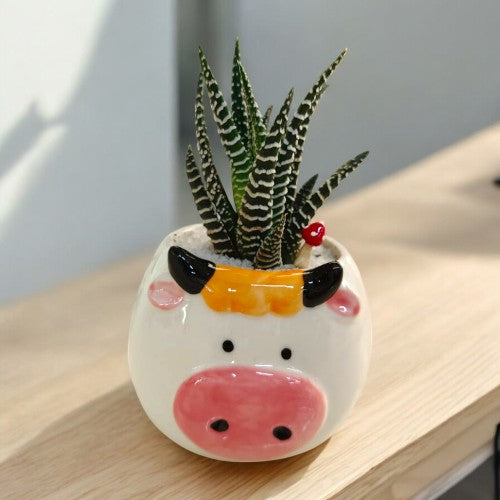 succulent plants care tips in Bangalore
