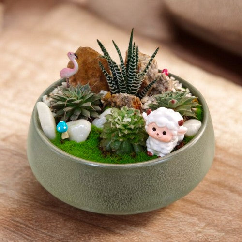 succulent plants in Bangalore