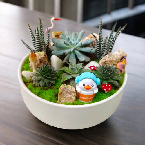 succulent plants bangalore Succlent set with zebra plant