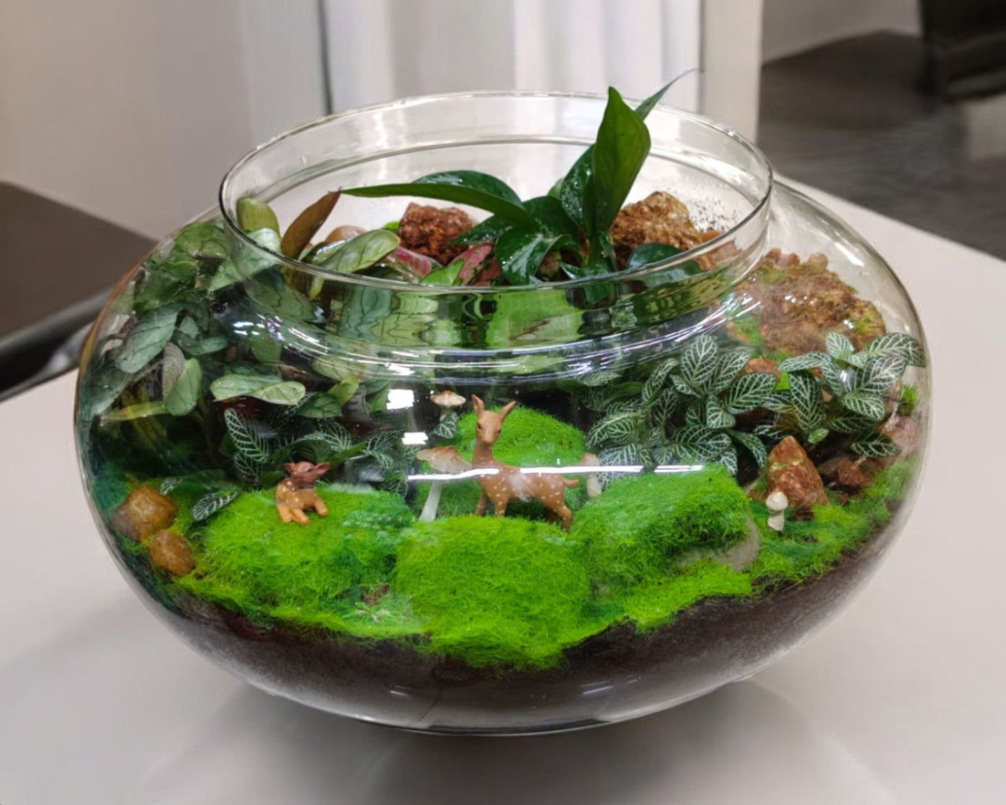 terrarium with succulents in Bangalore