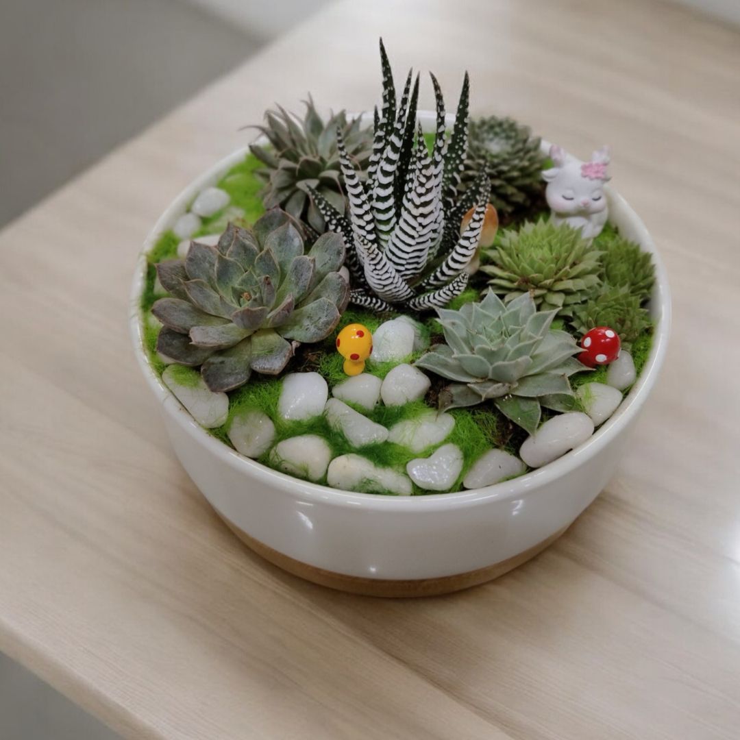 succulent in a ceramic pot with wooden stand Near Bangalore