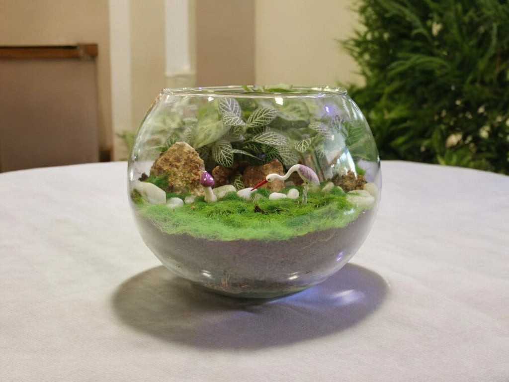 terrarium with succulents in bangalore