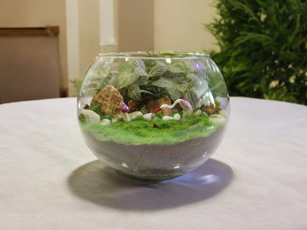 terrarium with succulents in bangalore
