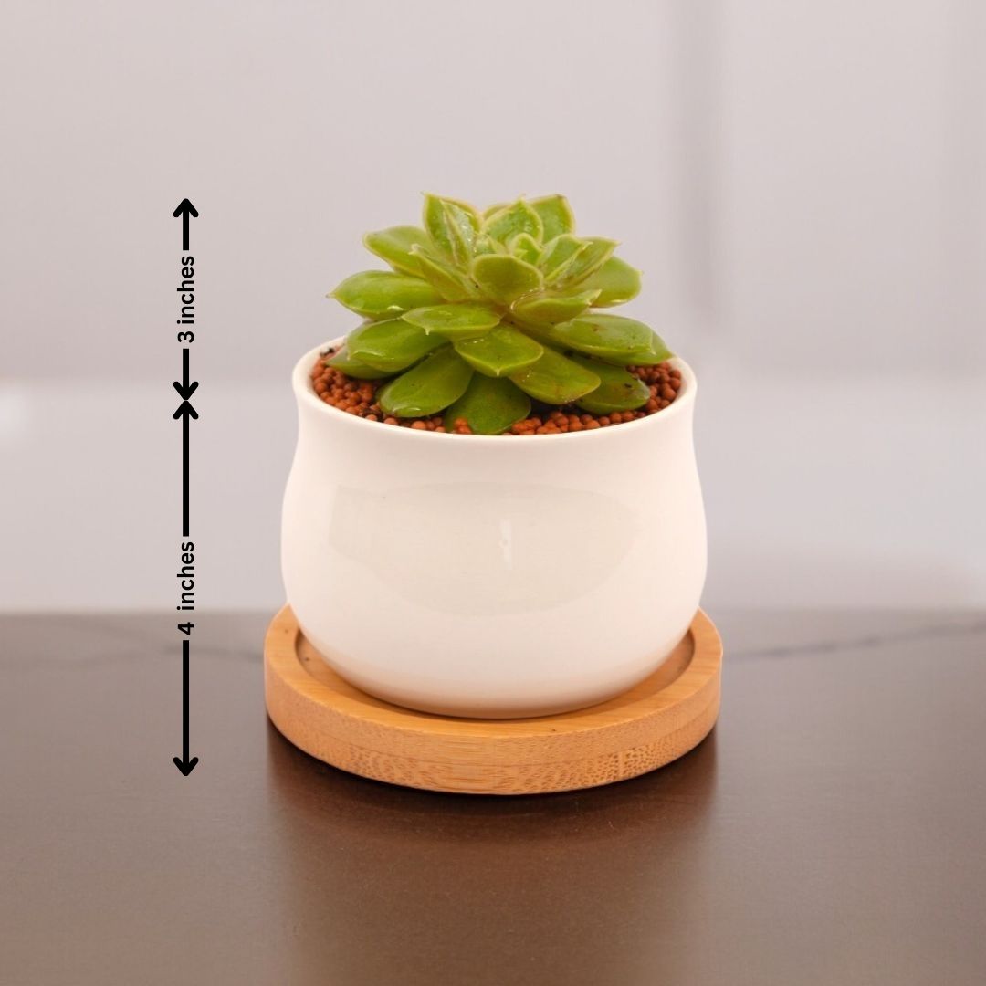 Air-purifying indoor plants Bangalore