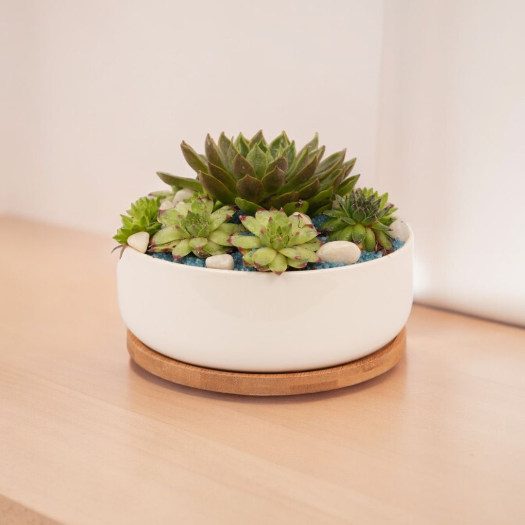Indoor plants safe home delivery