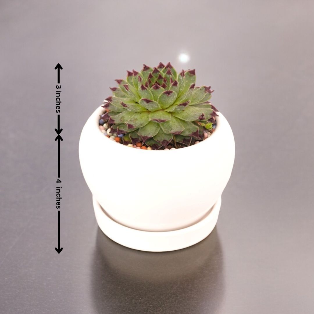 Indoor plant shops in Bangalore