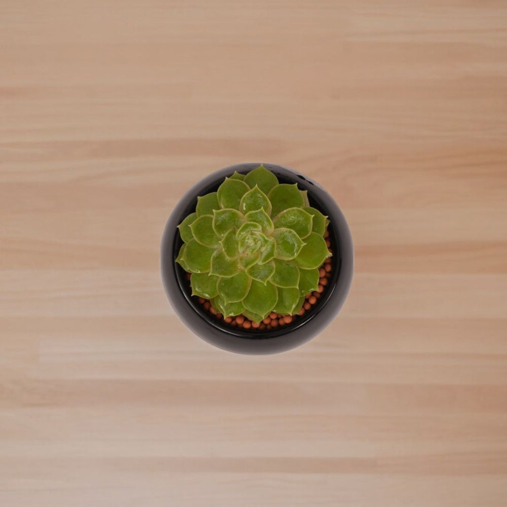 Indoor plants safe home delivery
