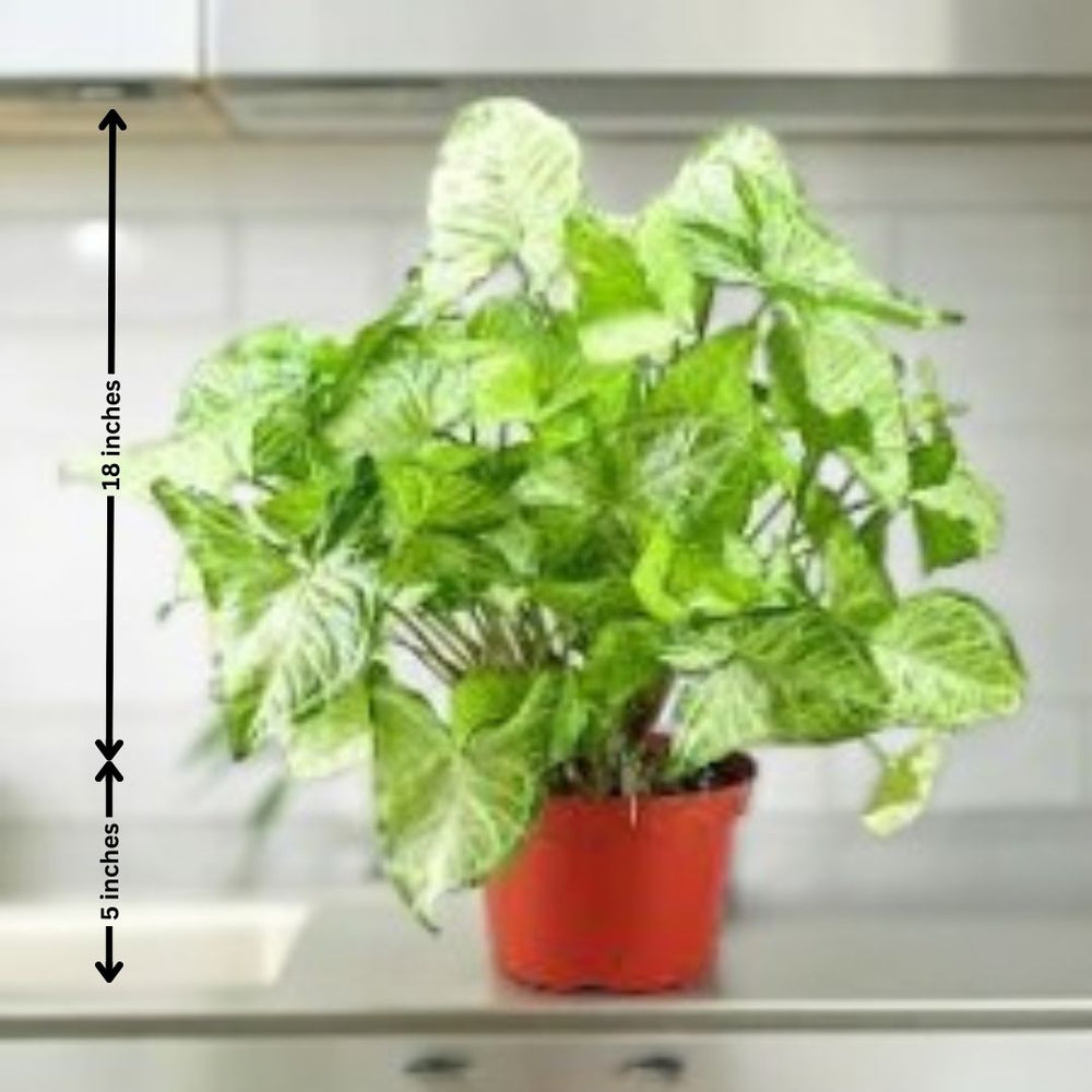 Indoor plants safe home delivery
