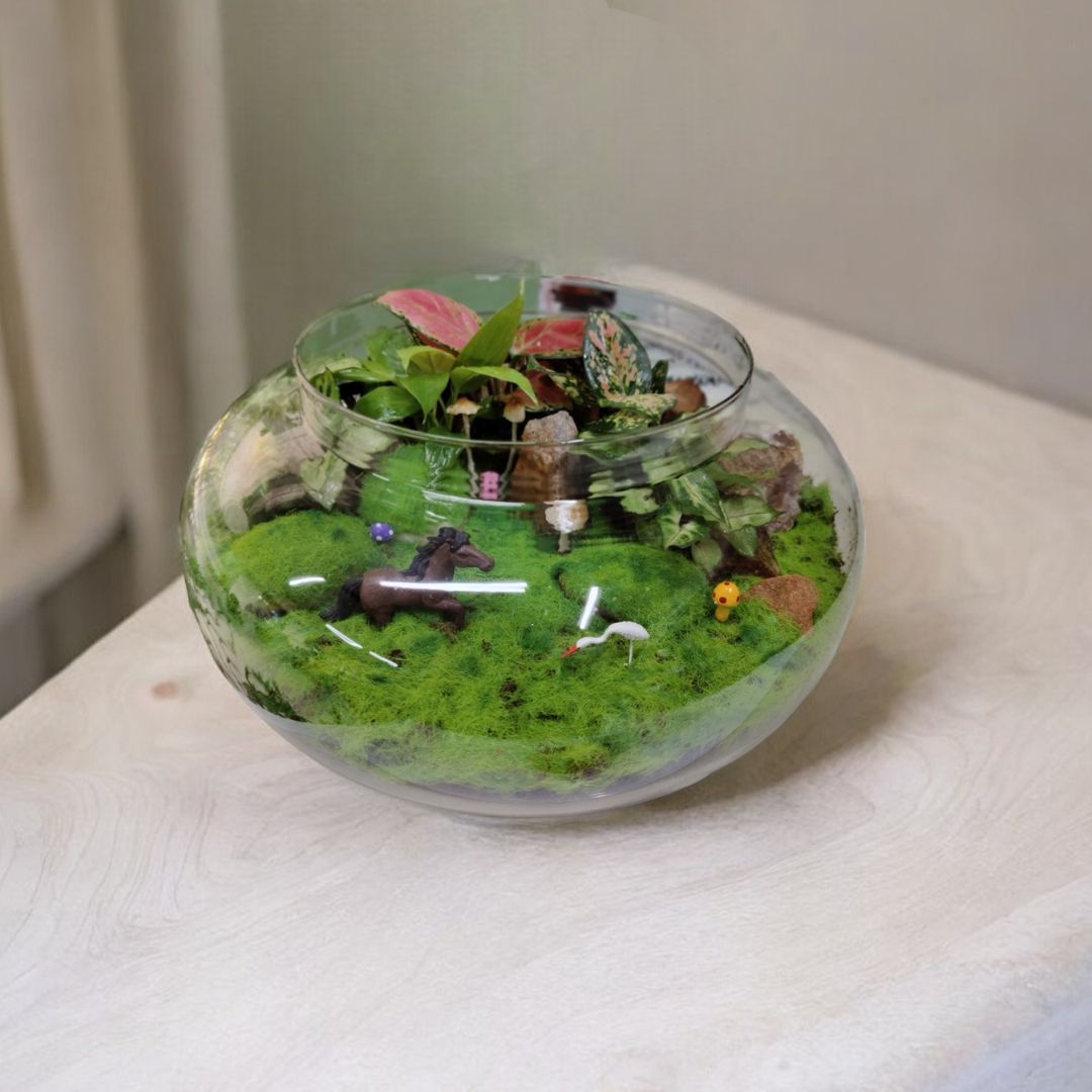aglaonema terrarium Designer Plants Terrarium With Aglaonema – Crazyflora
