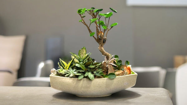 Boat-Shaped Designer Planter with Plants indoor plant in a pot