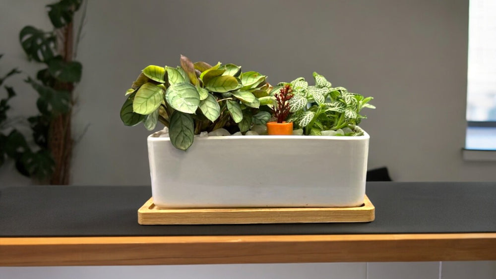 Designer Plants with Bonsai Planter