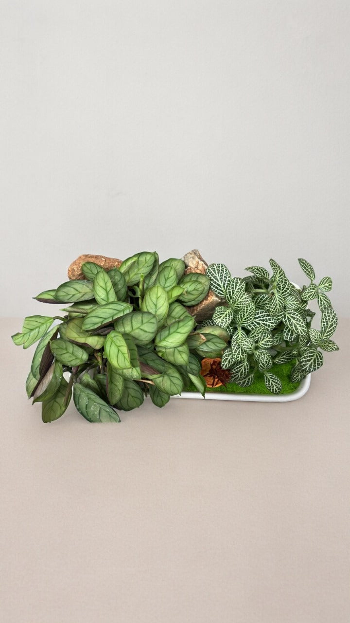 Designer Plants with Bonsai Planter