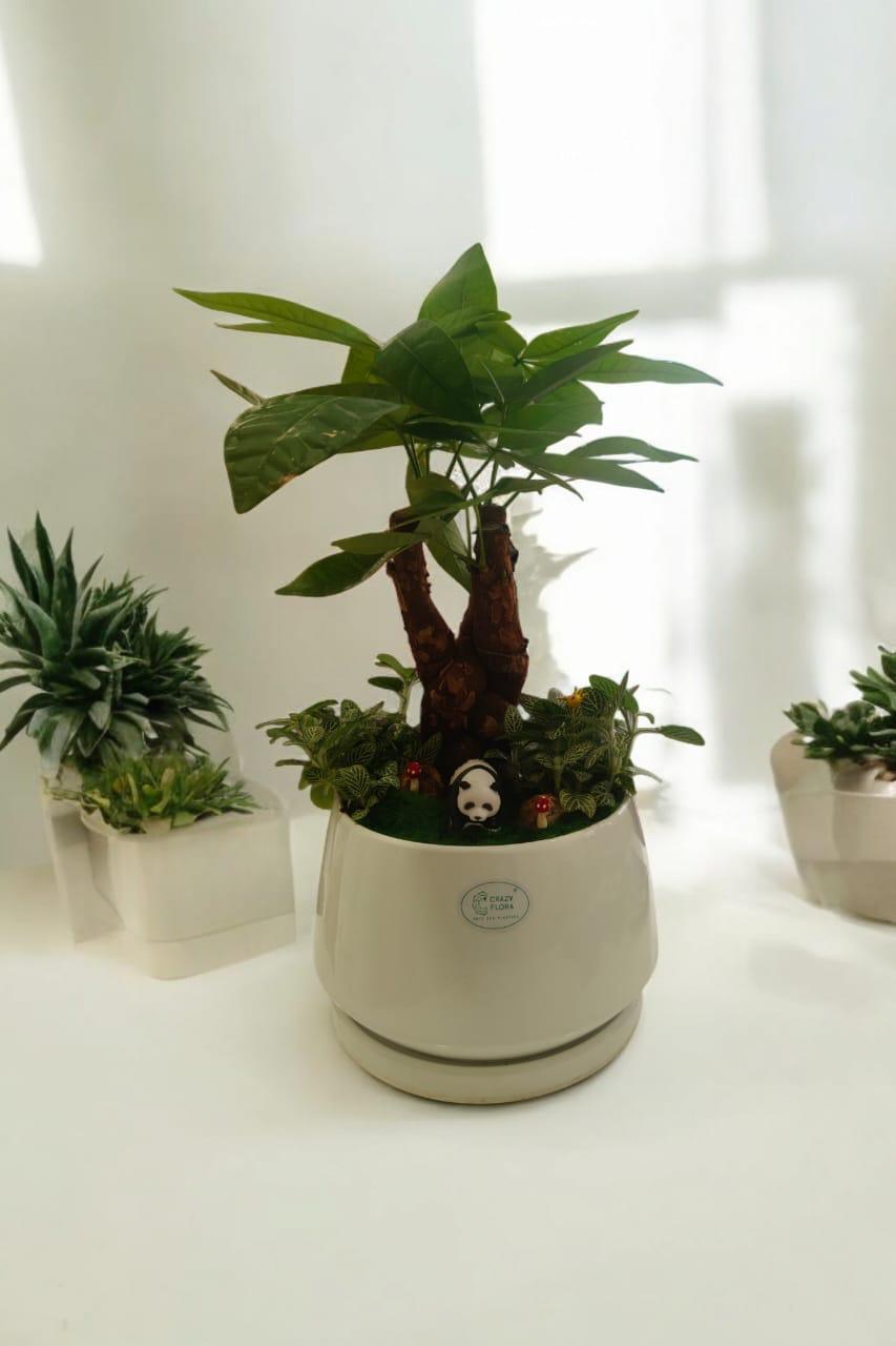 Pachira plant with succulent set Miniature